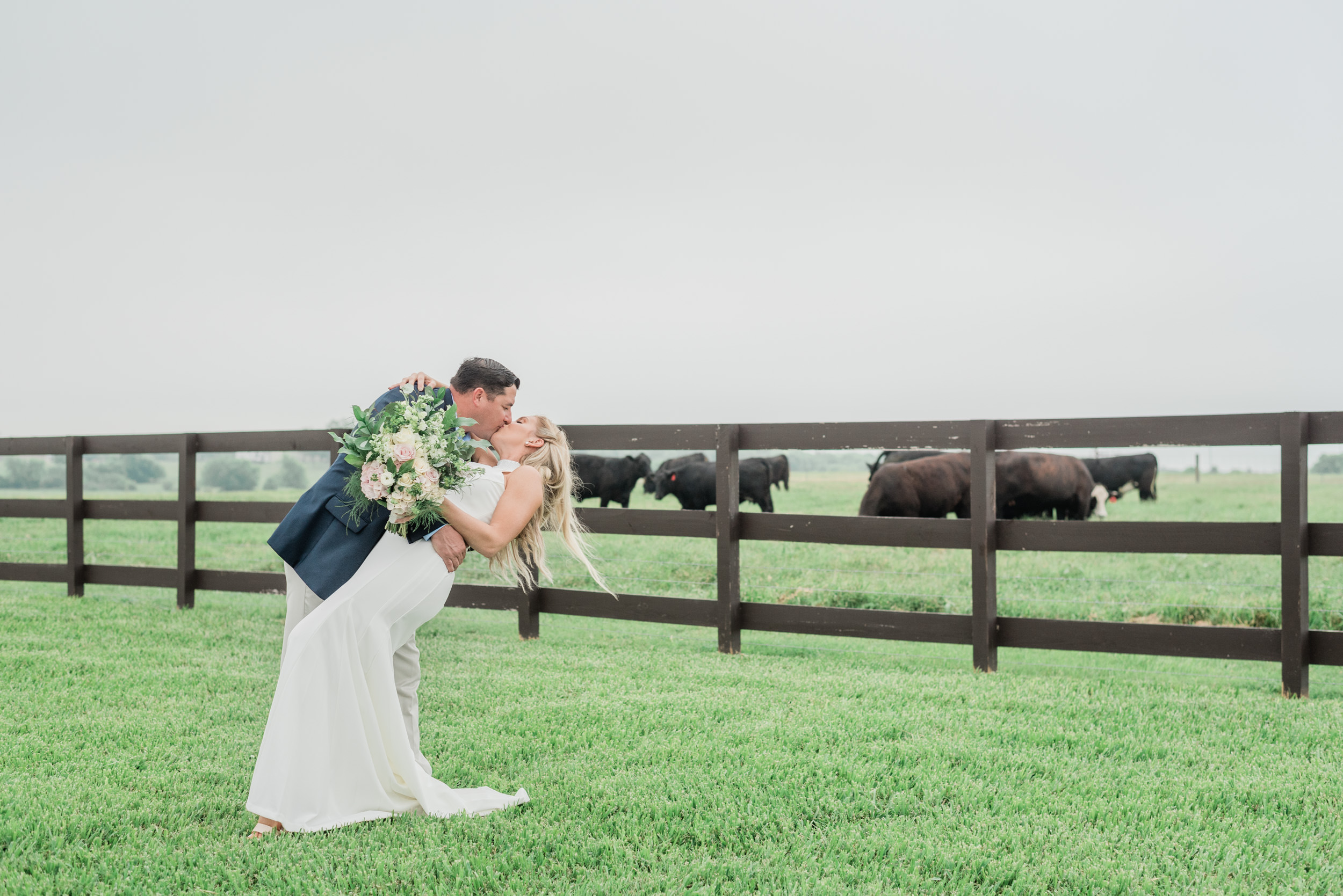 groom dipping and kissing bride in front of farm fence with black cows in background